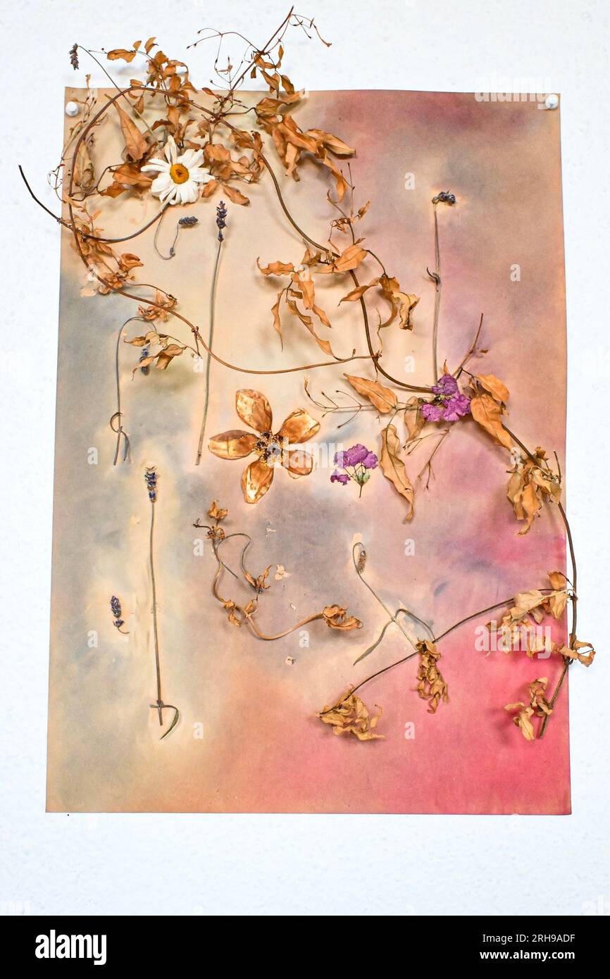 Flower jealousy hi-res stock photography and images - Alamy