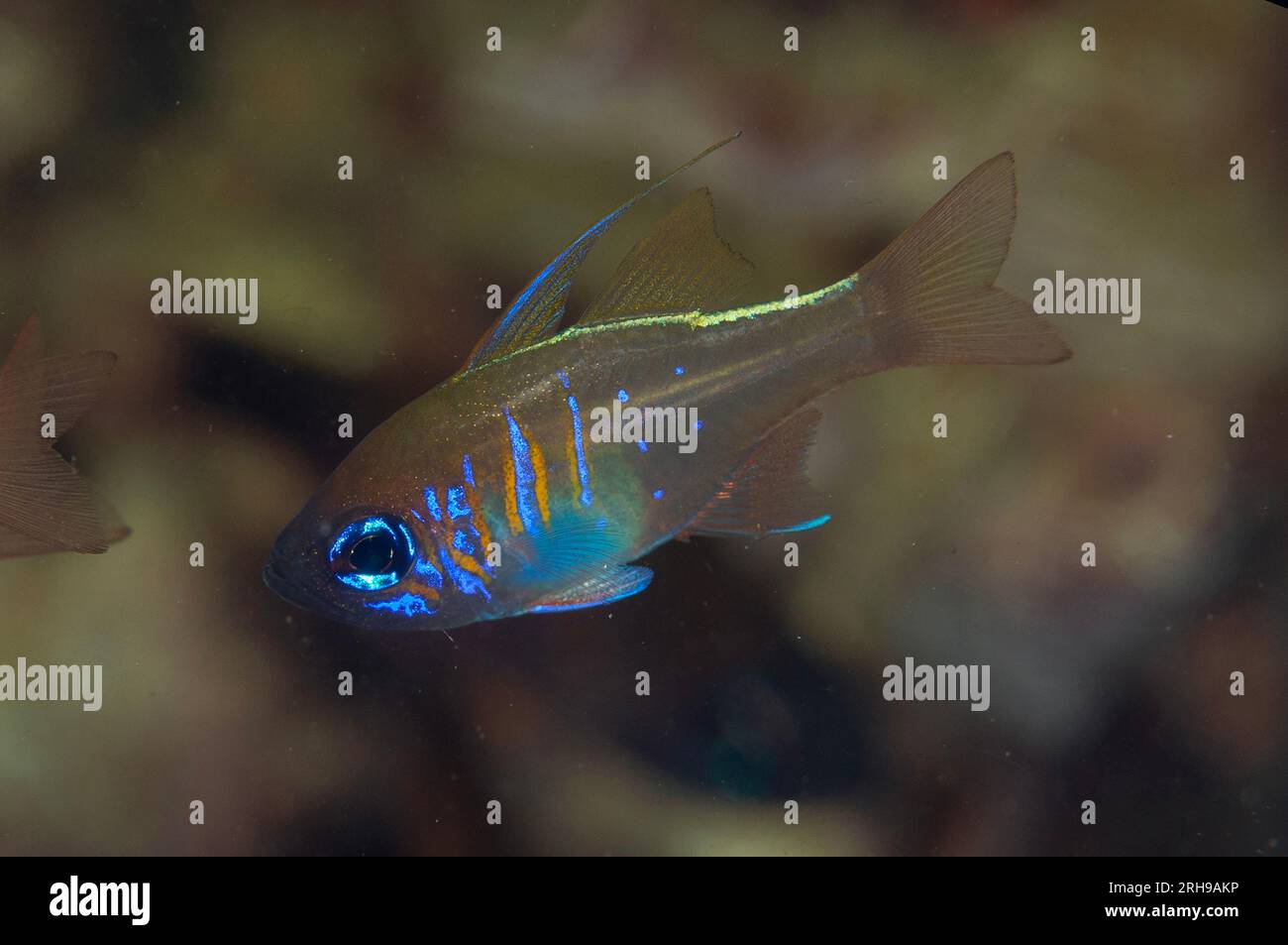 Threadfin Cardinalfish. Zoramia leptacantha, Cardinal Point dive site