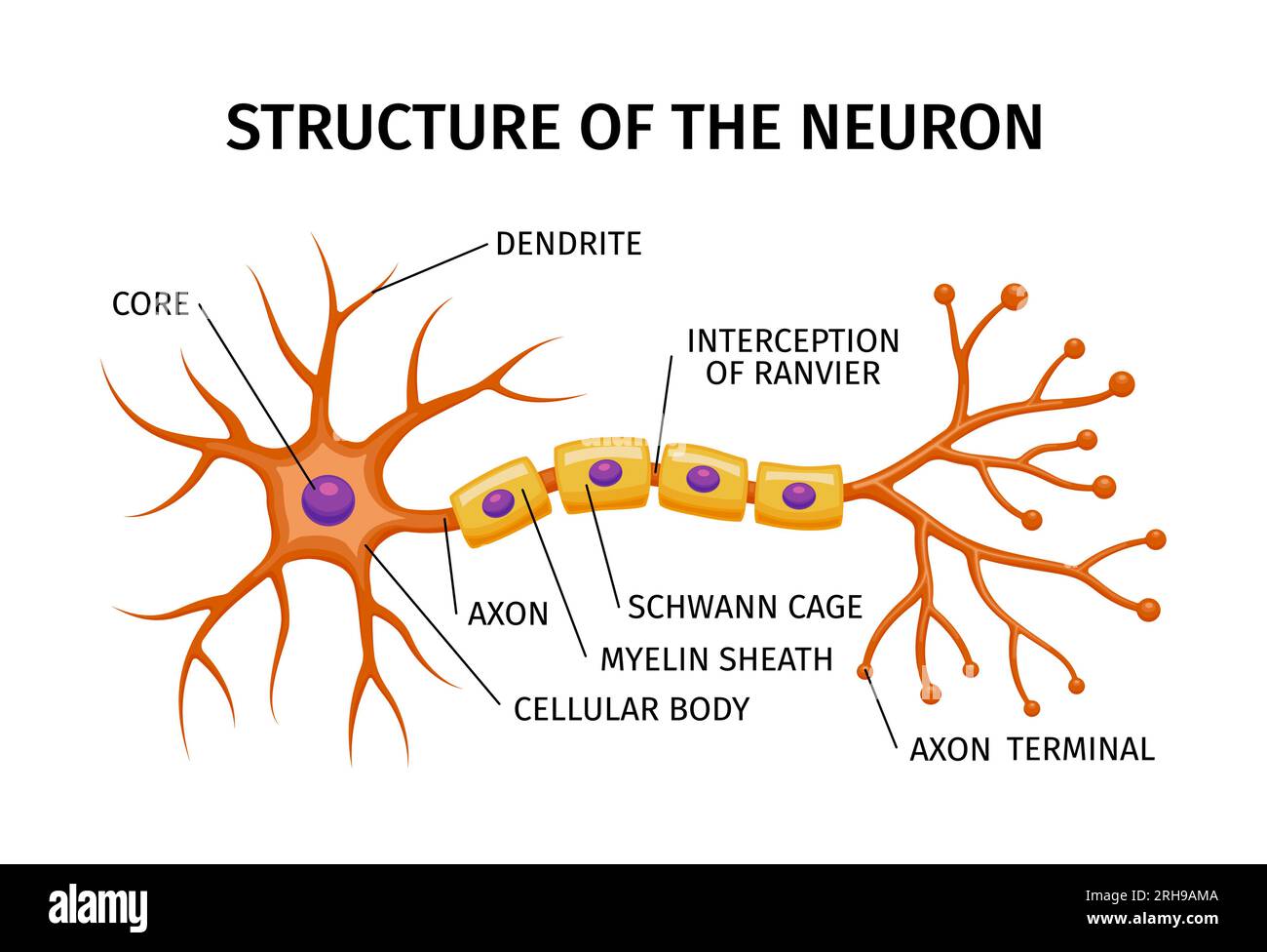 Neuron anatomy composition with educational structure of brain cell ...