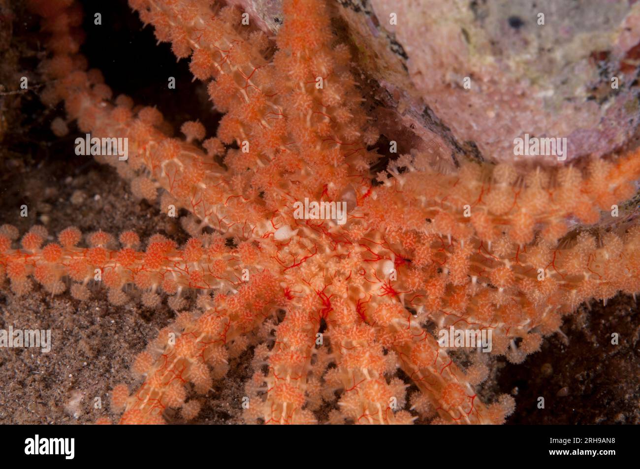 Asteriid Starfish, Coronaster sp, with 11 arms, night dive, Mosque Muck dive site, near Reta Island, near Alor, Indonesia Stock Photo