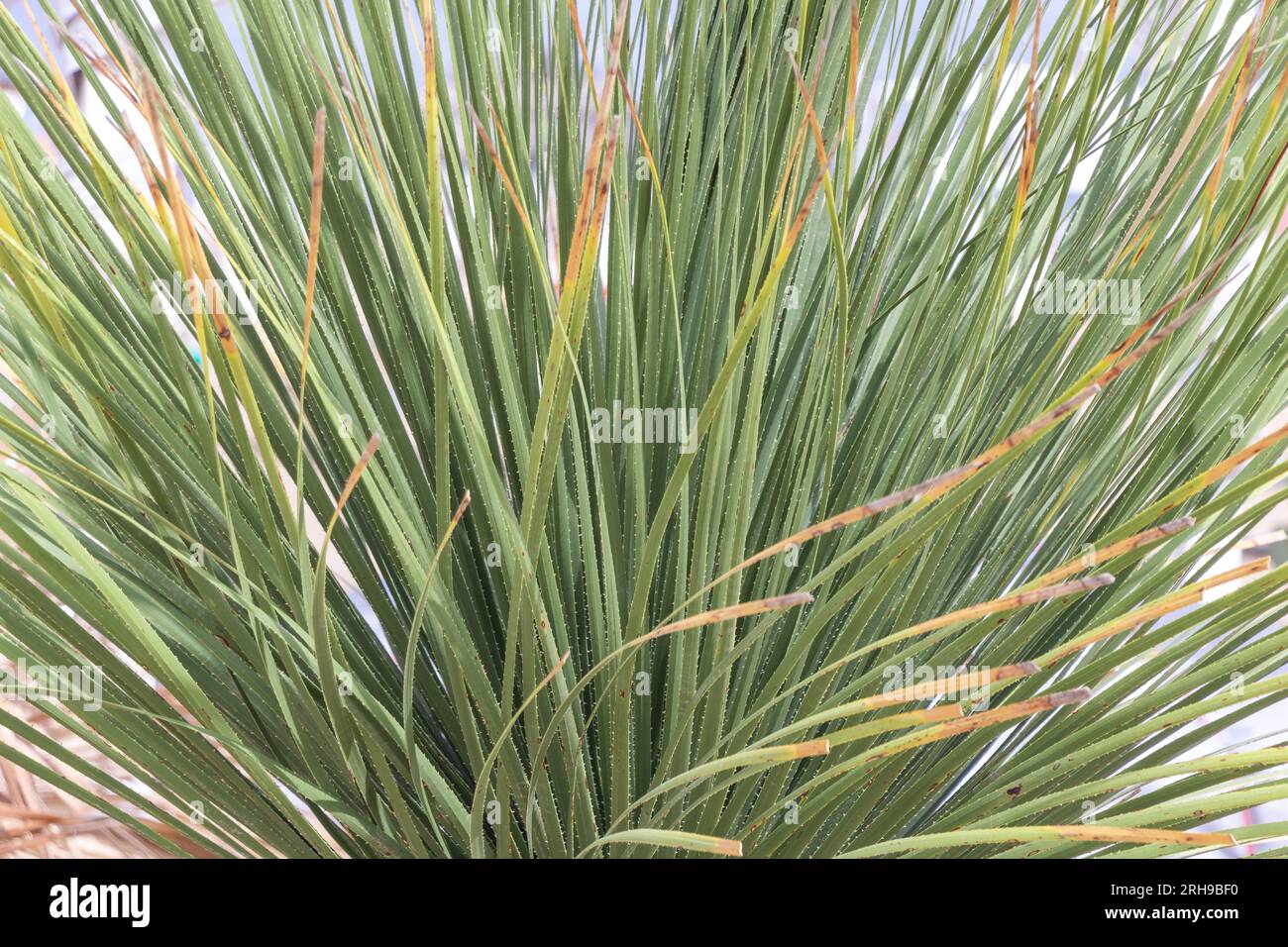 Leafy Perfection: Exploring the Details of Dasylirion serratifolium's Foliage Stock Photo