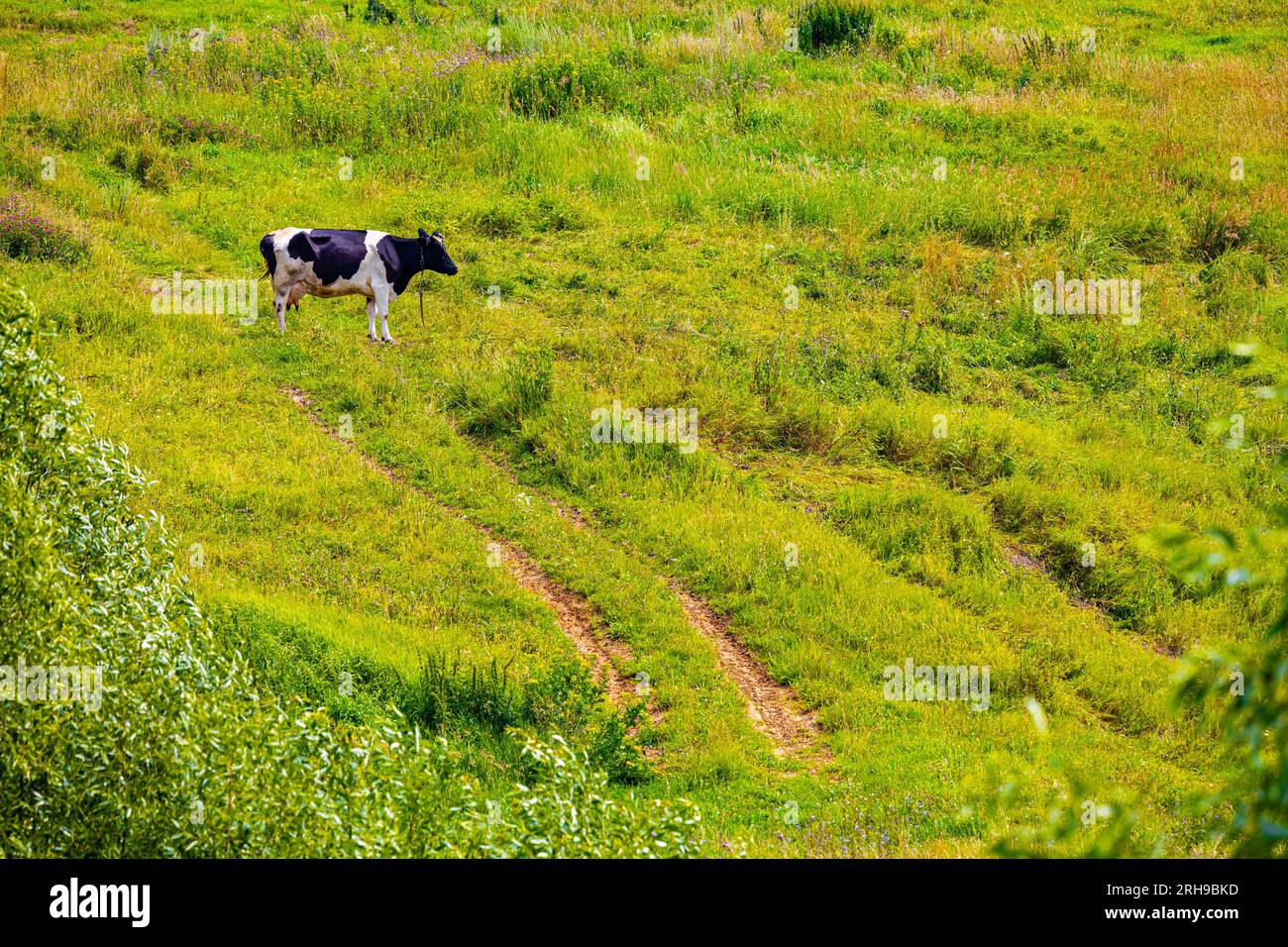 a cow with black and white spots grazes in a meadow. cow on a ...