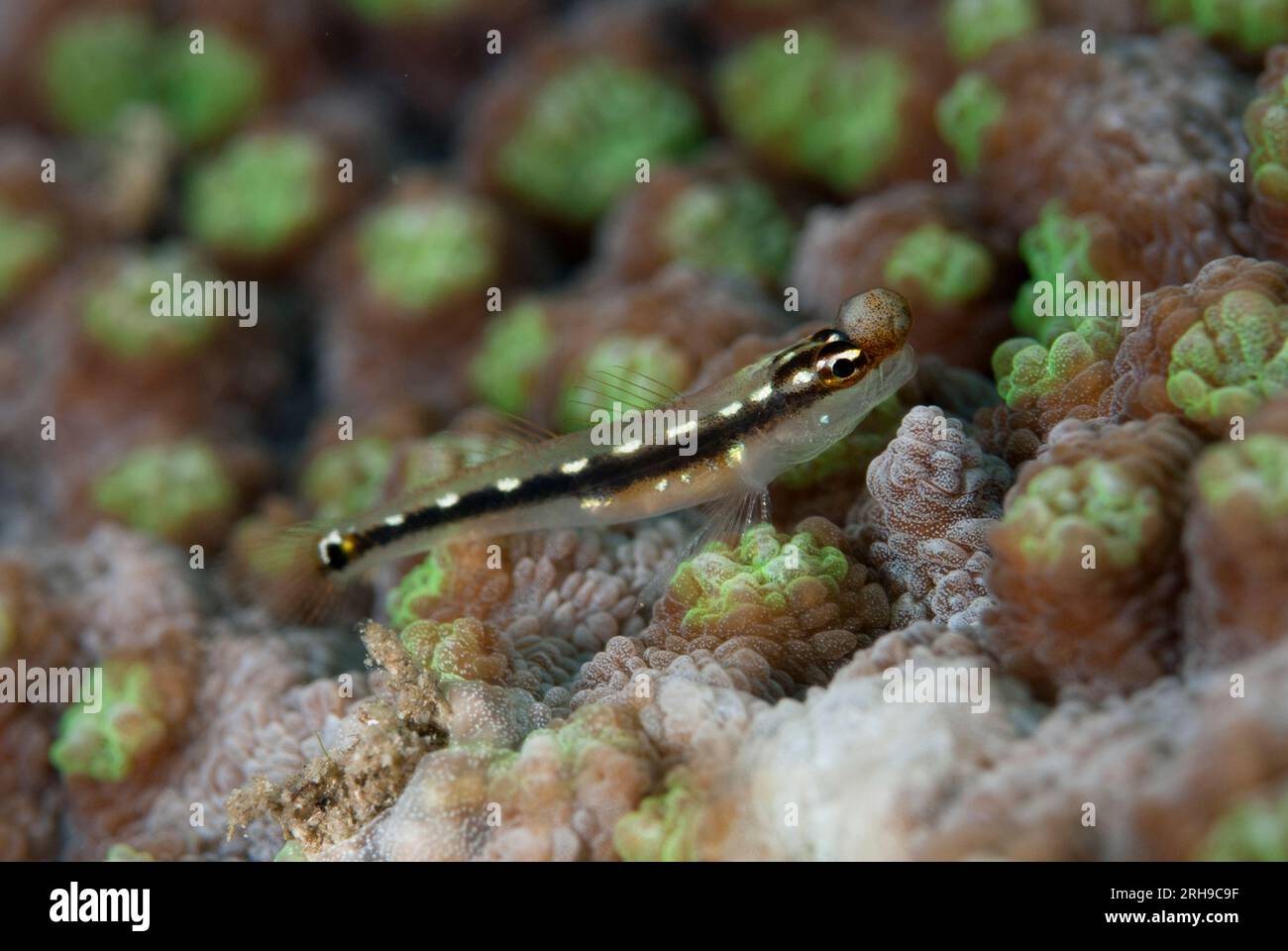 Sebree's Pygmygoby, Eviota sebreei, with parasitic growth on snout on hard coral, Gorgonian Passage dive site, Wayil, Fiabacet Island, Raja Ampat, Wes Stock Photo