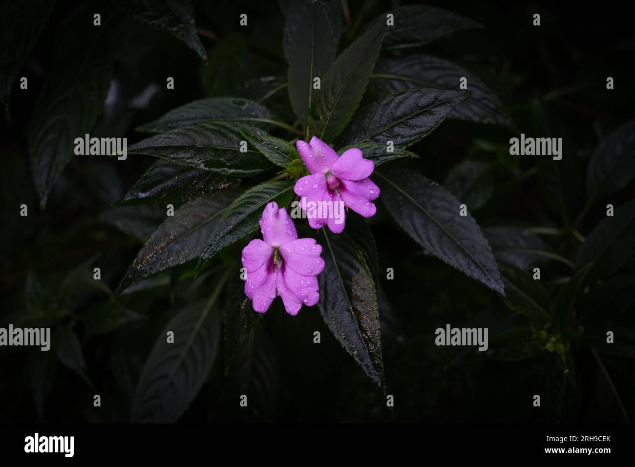 Impatiens platetypetala flower. flowering plant. Dark natural background. Perennial plant. Stock Photo