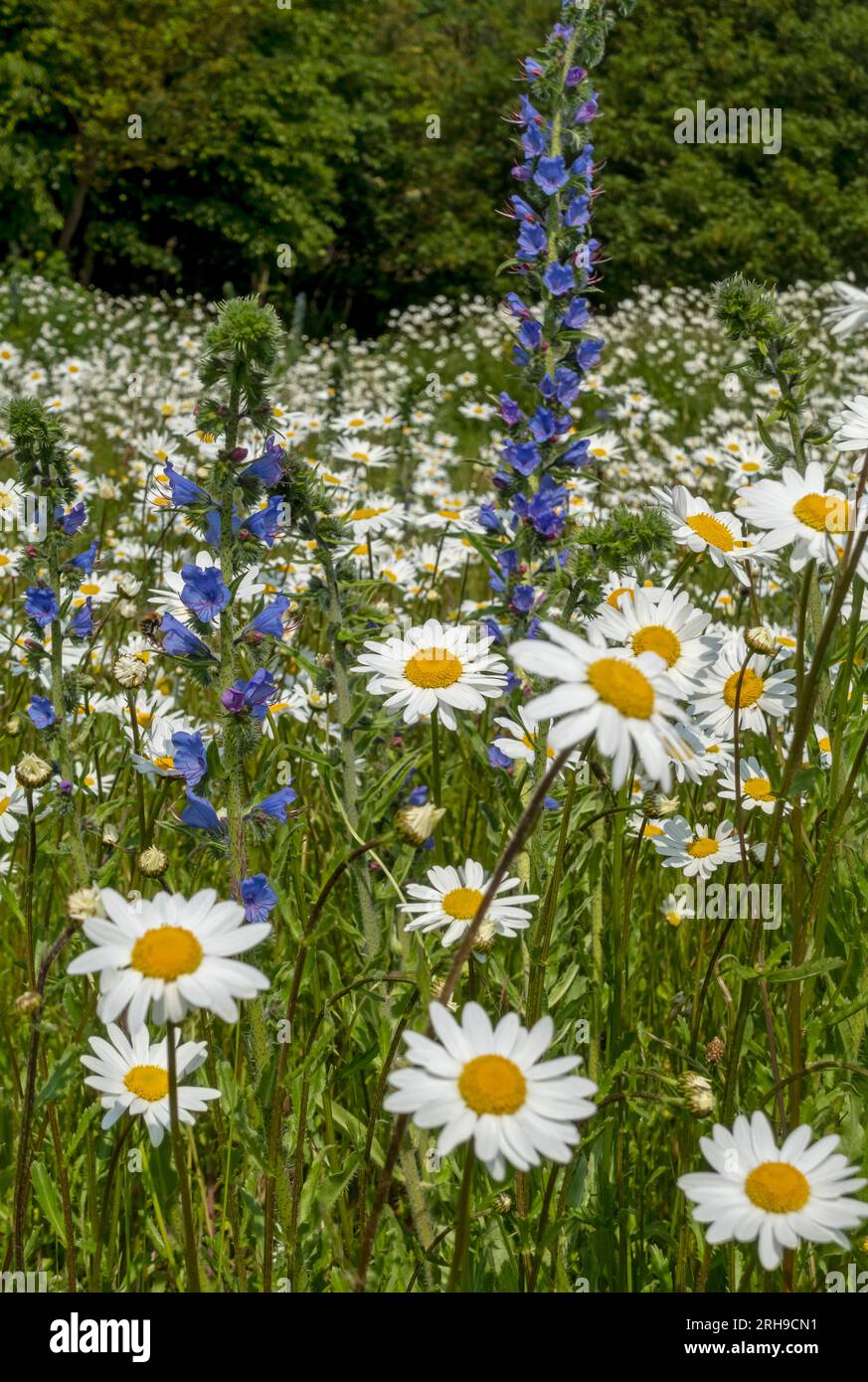 Close up of white oxeye daisies daisy and blue echium wildflowers flower flowers in a meadow summer North Yorkshire England UK Britain Stock Photo