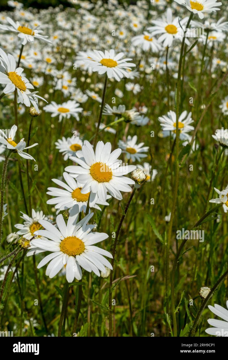 Close up of asteraceae white oxeye daisies daisy wildflower wildflowers flower flowers flowering in summer North Yorkshire England UK Great Britain Stock Photo
