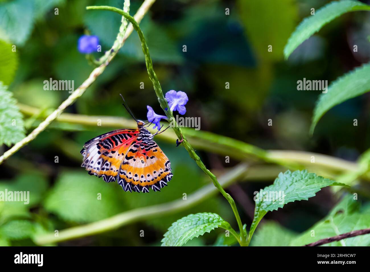 Ein schillernder Bortenfalter im Schmetterlingshaus in Wien Stock Photo