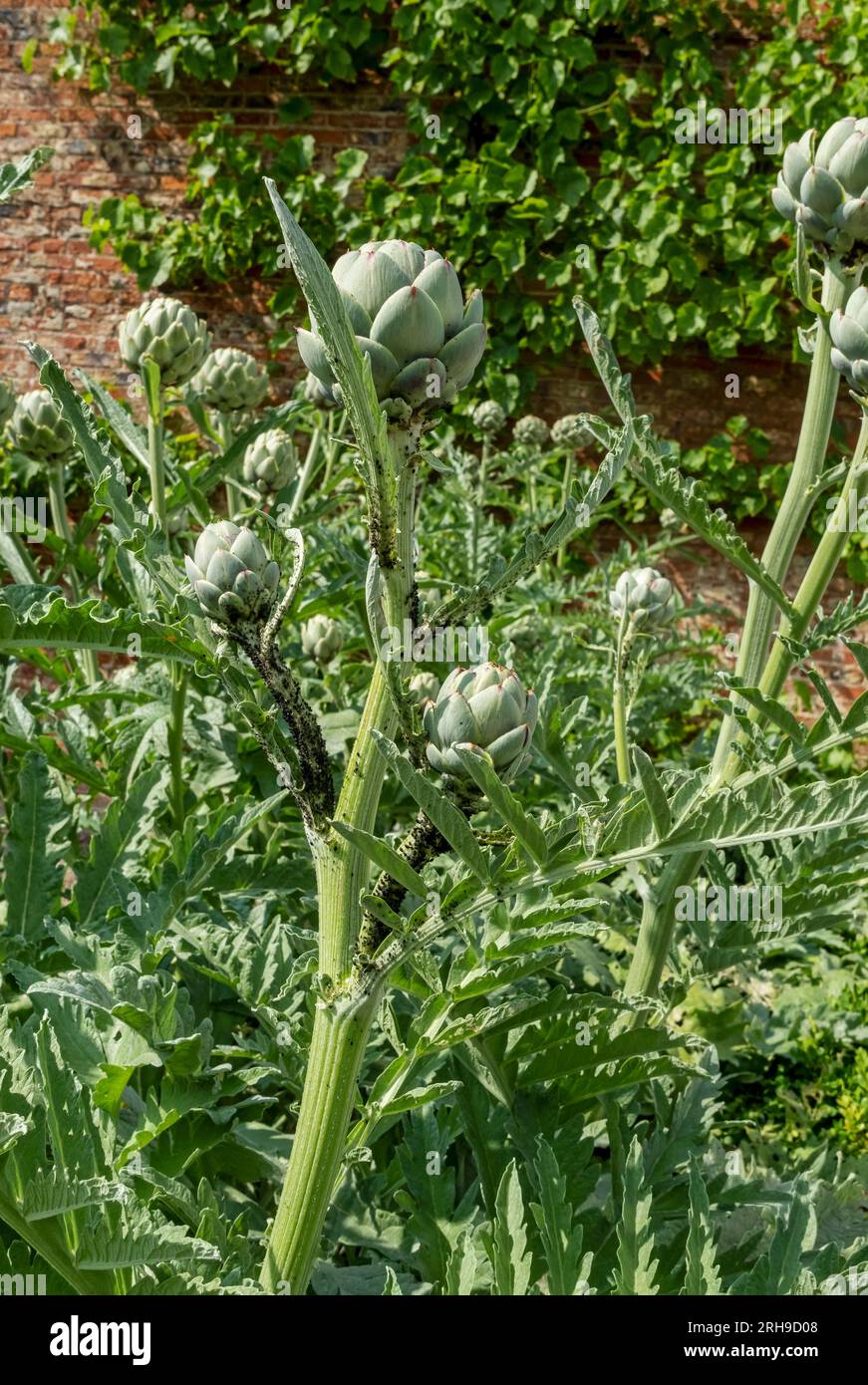 Close up of globe artichoke artichokes growing in a vegetable garden covered in blackfly aphid aphids in summer England UK Great Britain Stock Photo