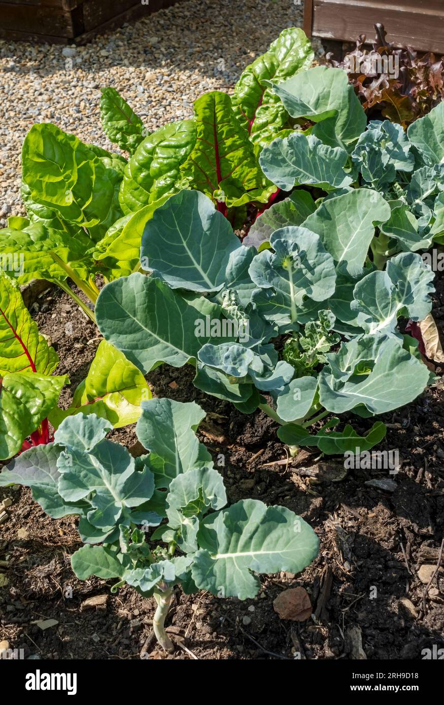 Close of of calabrese and chard plants crop growing on an allotment vegetables vegetable garden in summer England UK United Kingdom GB Great Britain Stock Photo
