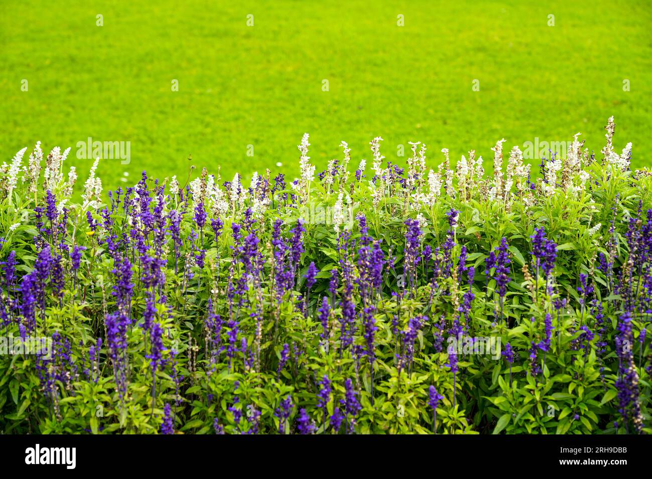 Flowering sage with a green background. Salvia. Stock Photo