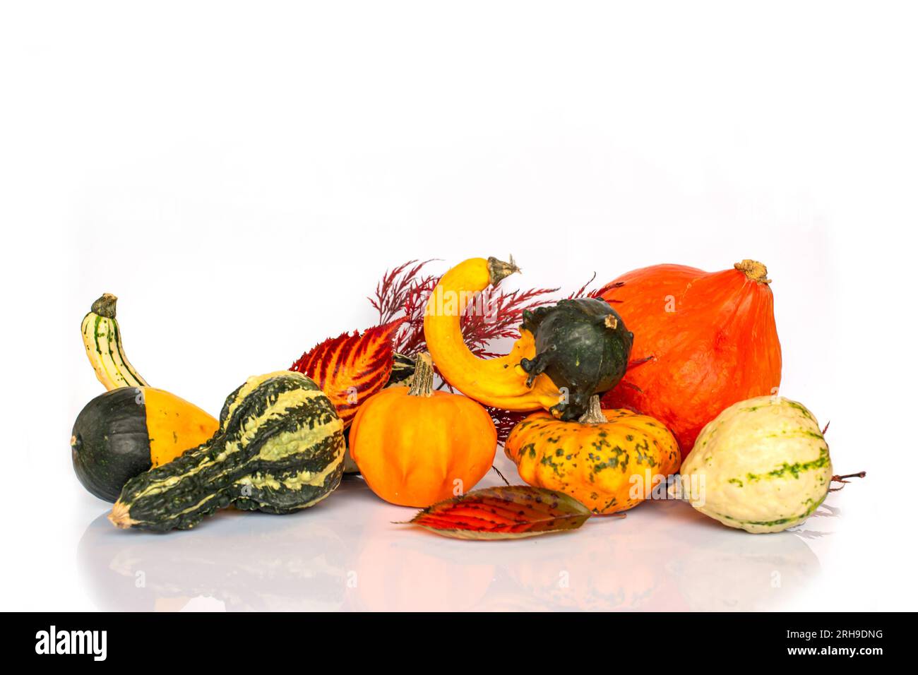 Collection of gourds on white background with copy space. Fall, halloween and Thanksgiving still life decor Stock Photo