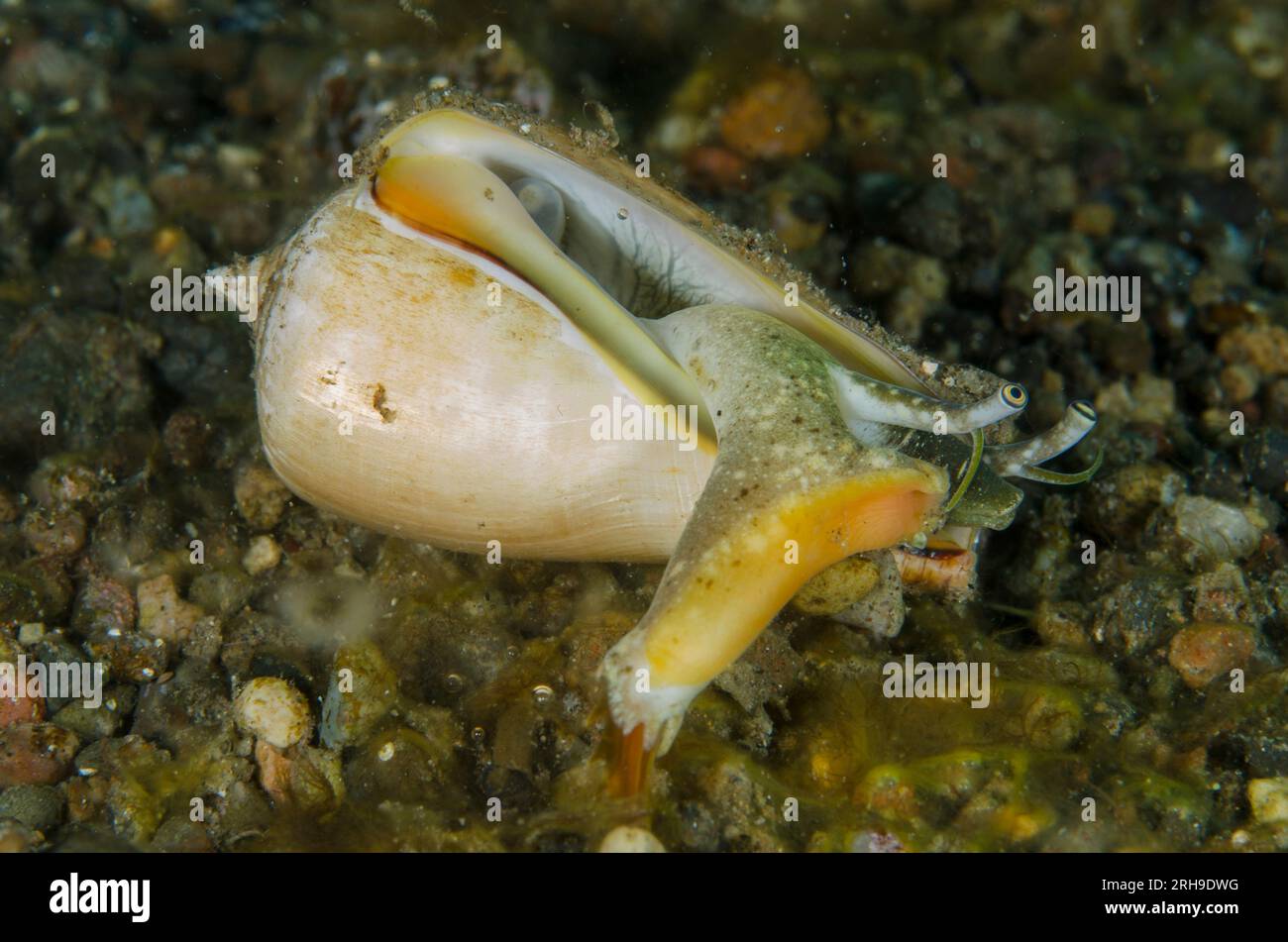 Conch Shell, Strombus sp, eyes and extended foot, Critters dive site, Pantar Island, near Alor, Indonesia Stock Photo