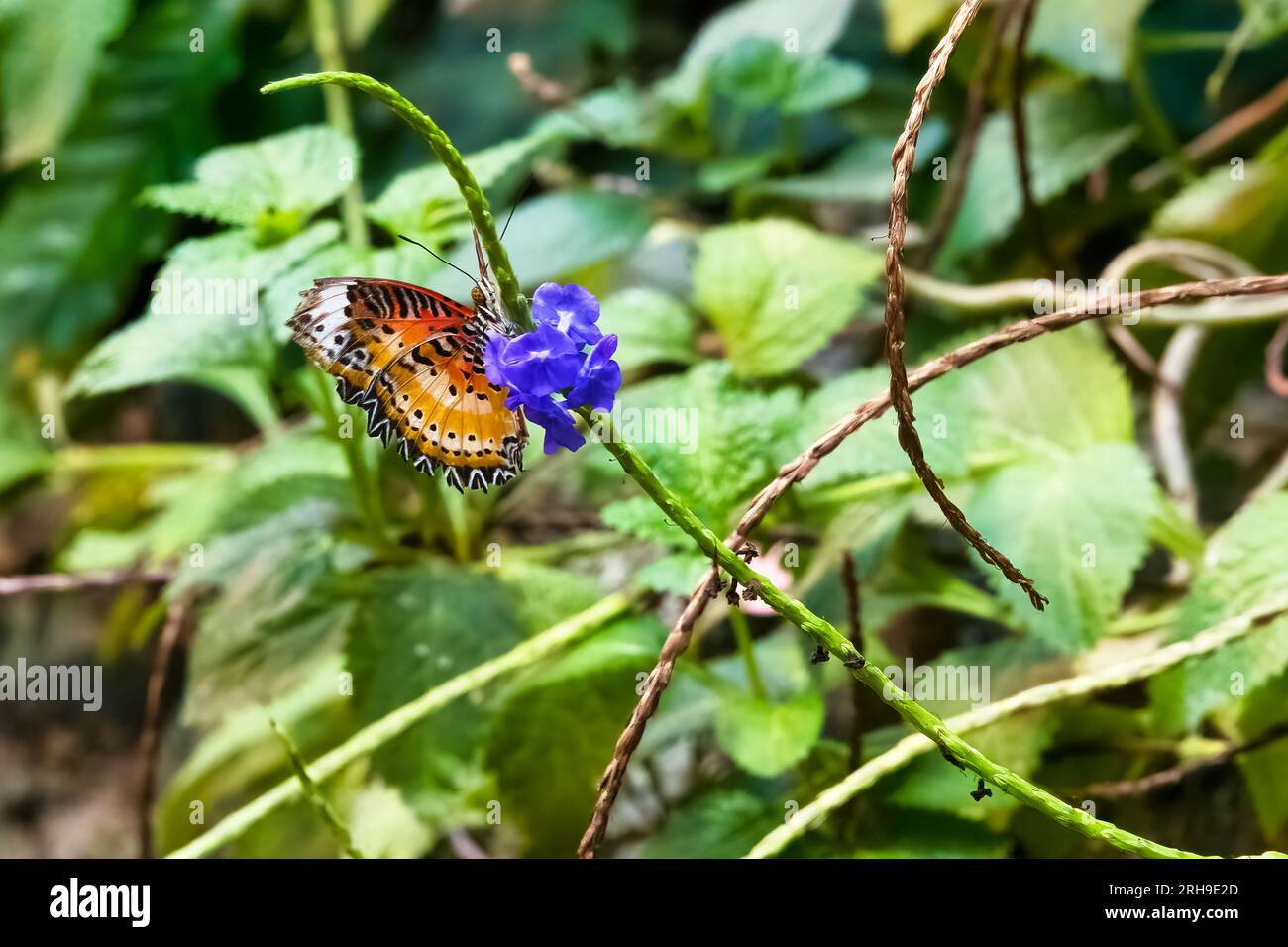 Ein schillernder Bortenfalter im Schmetterlingshaus in Wien Stock Photo