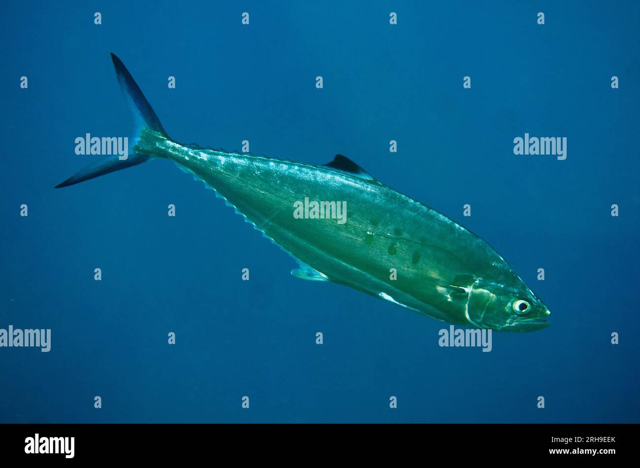 Doublespotted Queenfish, Scomberoides lysan, Wreck Slope dive site, Seraya, Karangasem, Bali, Indonesia Stock Photo