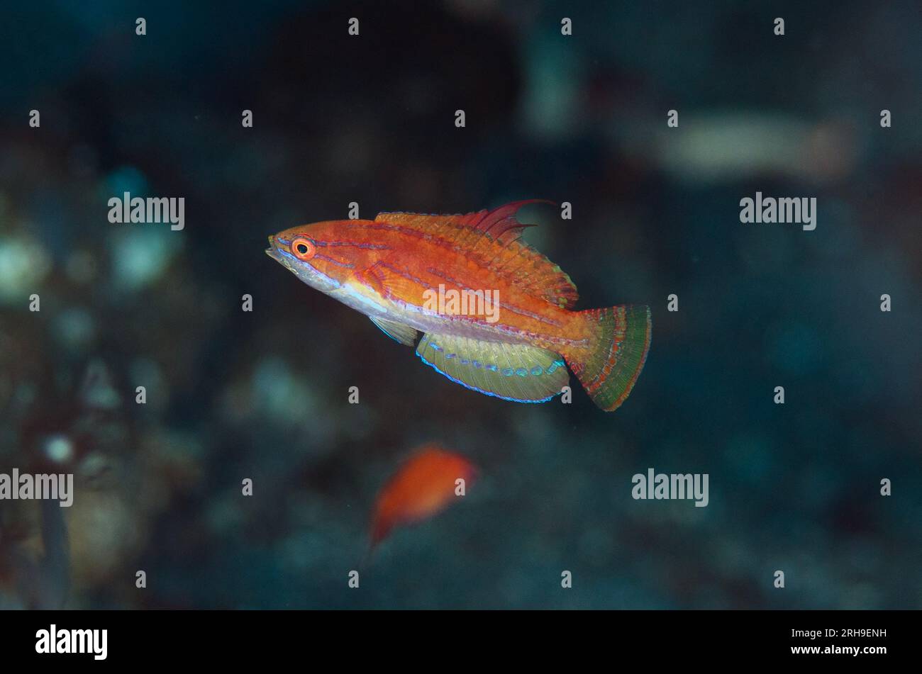 Carpenter's Flasherwrasse, Paracheilinus carpenteri, male displaying by flashing fins, Sedam dive site, Seraya, Karangasem, Bali, Indonesia Stock Photo