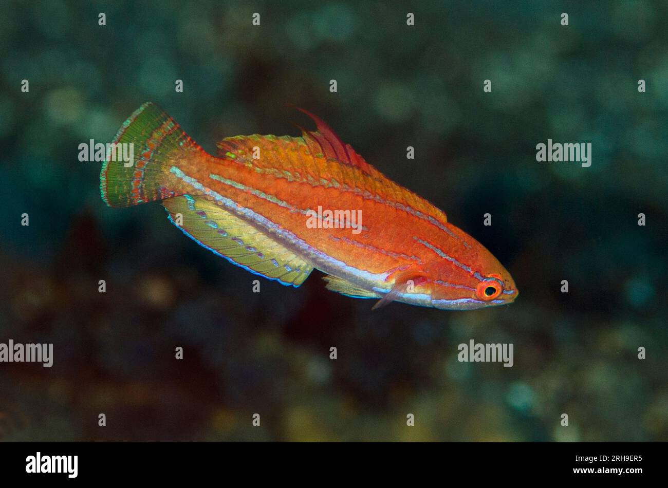 Flasher wrasse hires stock photography and images Alamy