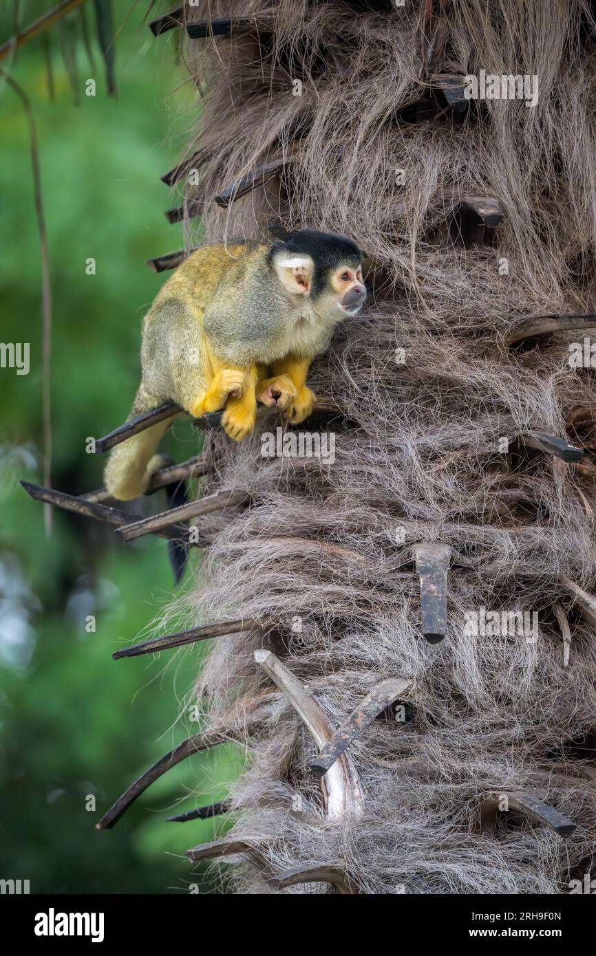 A lone Black-capped Squirrel Monkey rests on the trunk of an oil palm beginning to forage for food. Stock Photo