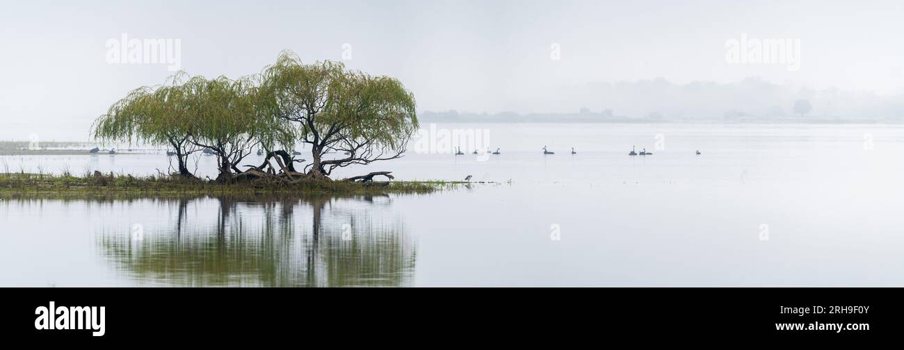 An Australian panorama of a mist-covered Khancoban Dam with a thicket of weeping willows and a large black of elegant swans in the backgorund. Stock Photo