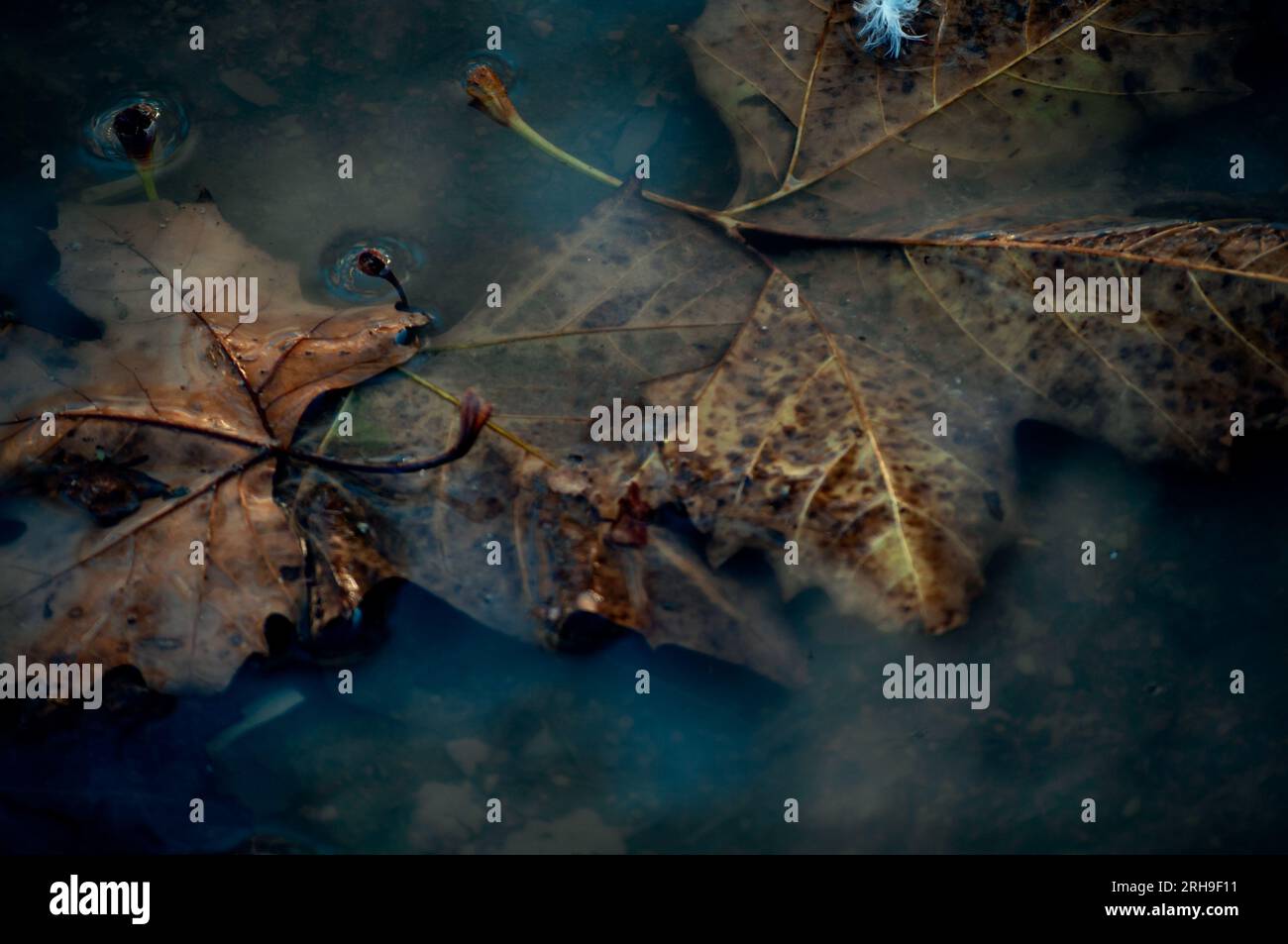 Dry leaves submerged and floating in a pool of stagnant water, after