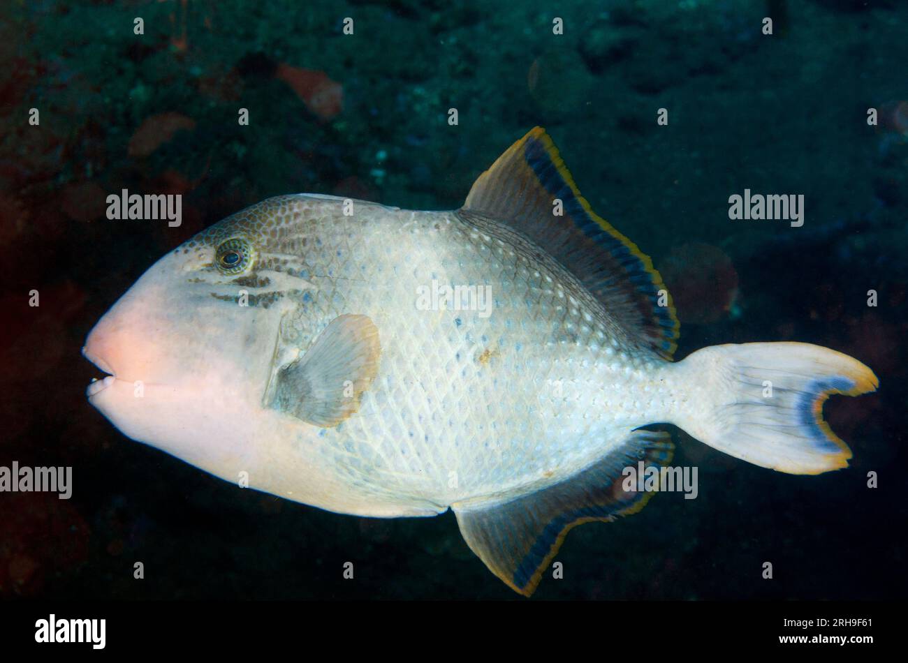 Yellowmargin Triggerfish, Pseudobalistes flavimarginatus, Liberty Wreck dive site, Tulamben, Karangasem, Bali, Indonesia Stock Photo