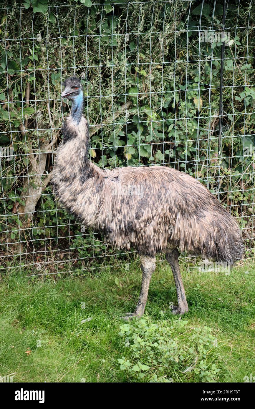 Emu strutting about outdoors Stock Photo