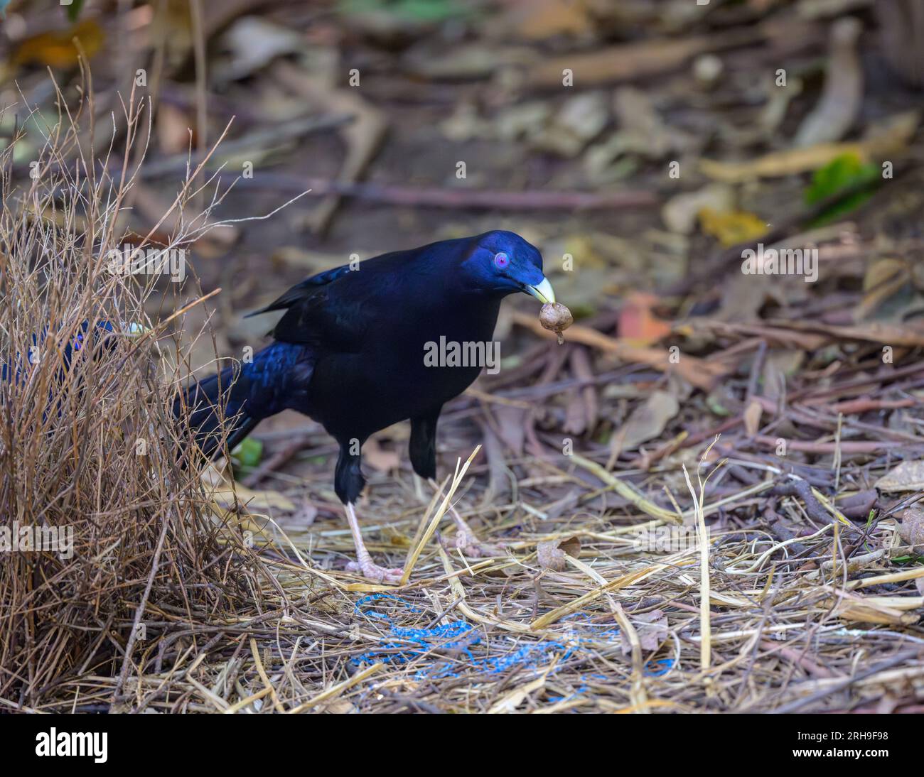 Male Satin Bowerbird, carrying a plant seed pod, critically reviews his Bower with the view to make some changes. Stock Photo