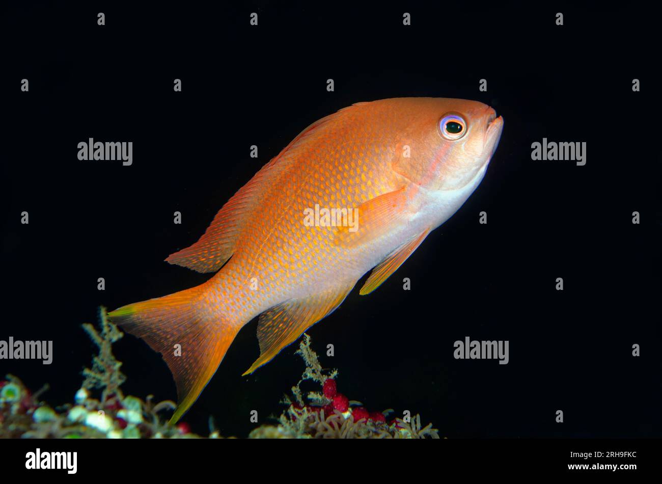 Female Scalefin Anthias, Pseudanthias squamipinnis, Liberty Wreck dive ...