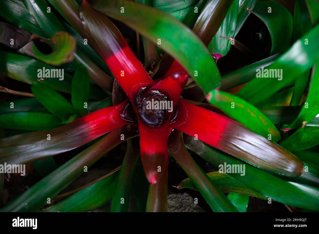 Blushing Bromeliad plant, Neoregelia Carolinae Stock Photo