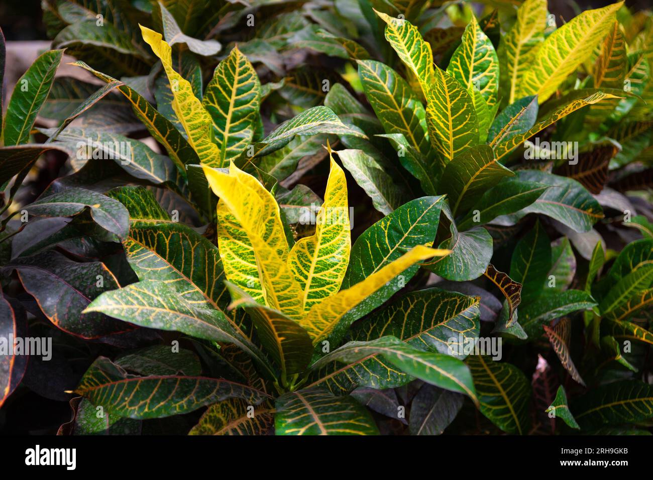 Codiaeum variegatum (fire croton, garden croton, or variegated croton) plant Stock Photo