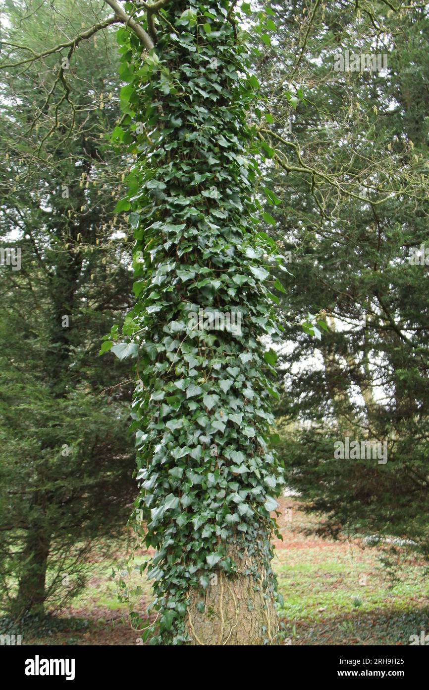 A Tall Tree Trunk Covered in Climbing Ivy Plants Stock Photo - Alamy