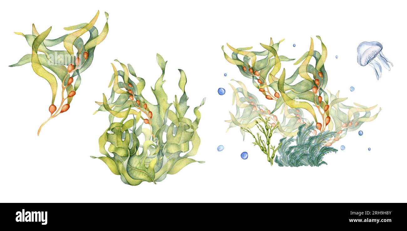 Set of green sea plants watercolor illustration isolated on white background. Laminaria, brown kelp, helpful seaweed hand drawn. Design element for Stock Photo