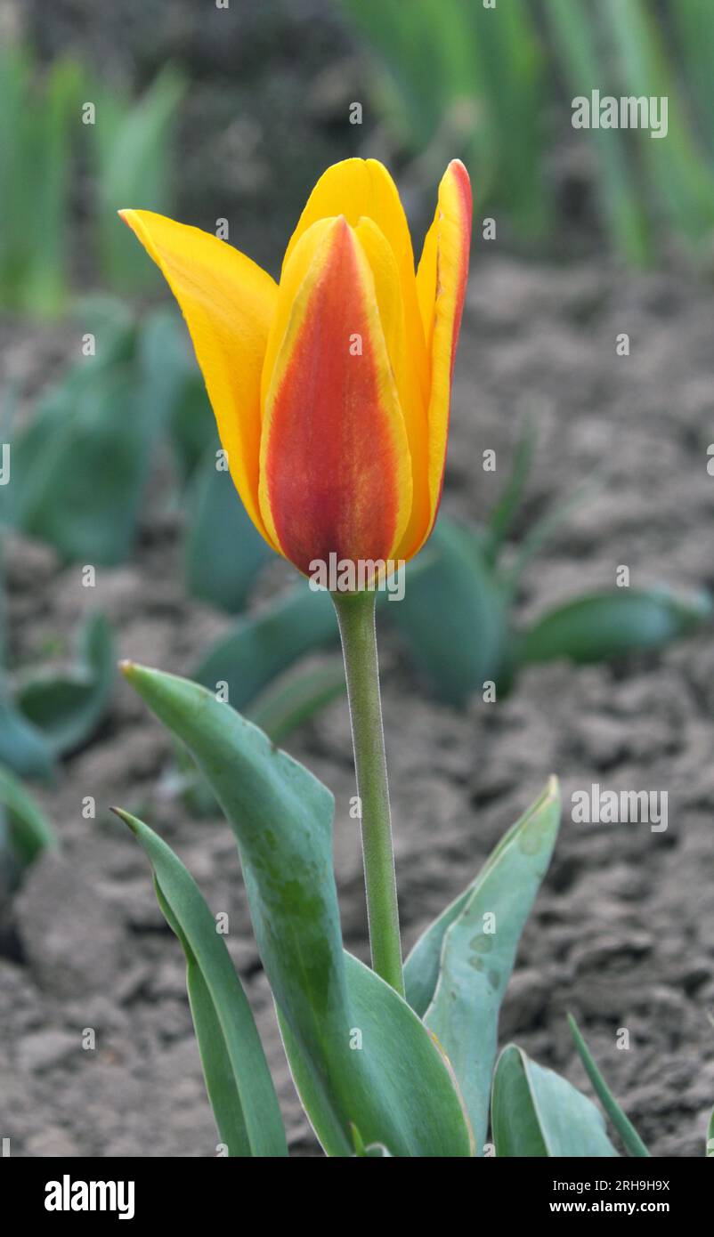 In the spring flower garden blooming tulips (Tulipa kaufmanniana) Stock Photo