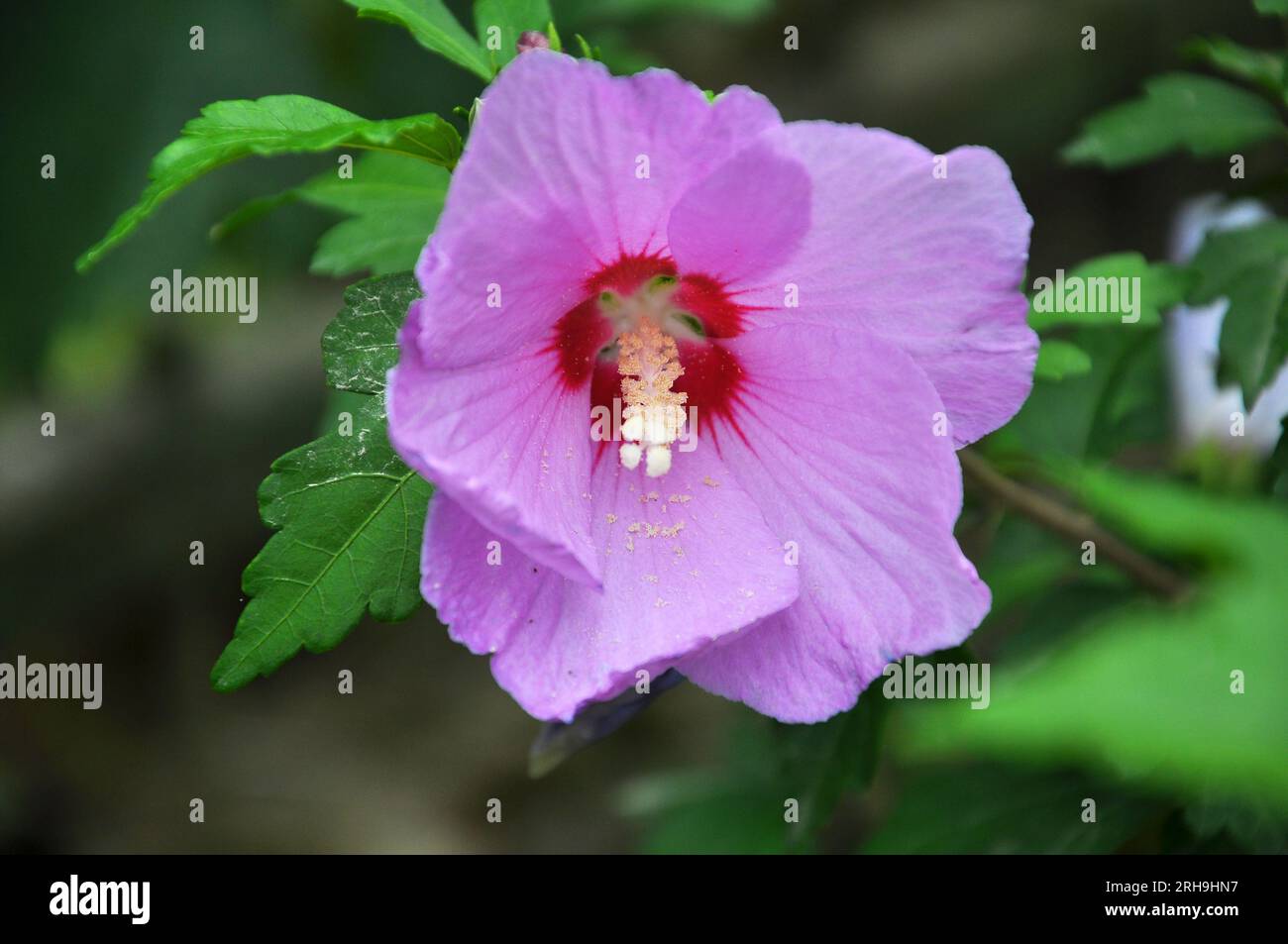 In summer, the hibiscus bush blooms in nature Stock Photo Alamy