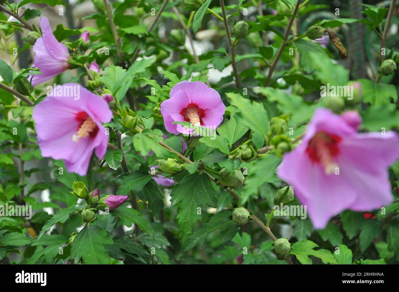 In summer, the hibiscus bush blooms in nature Stock Photo