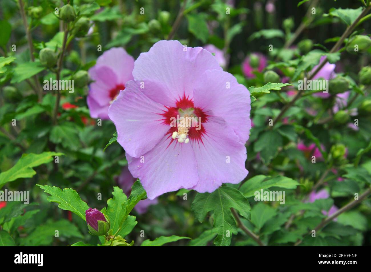 In summer, the hibiscus bush blooms in nature Stock Photo Alamy