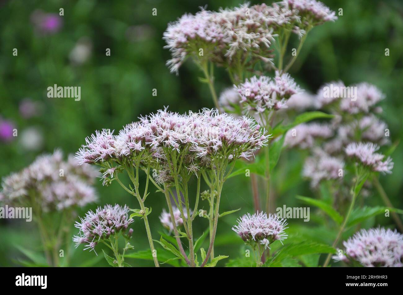 It blooms in the wild hemp agrimony (Eupatorium cannabinum) Stock Photo