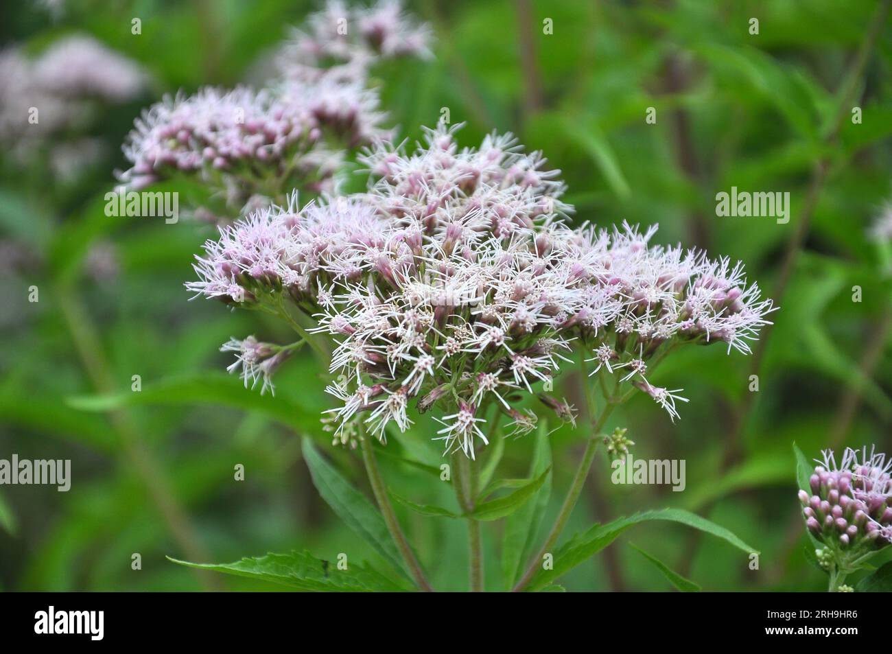 It blooms in the wild hemp agrimony (Eupatorium cannabinum) Stock Photo