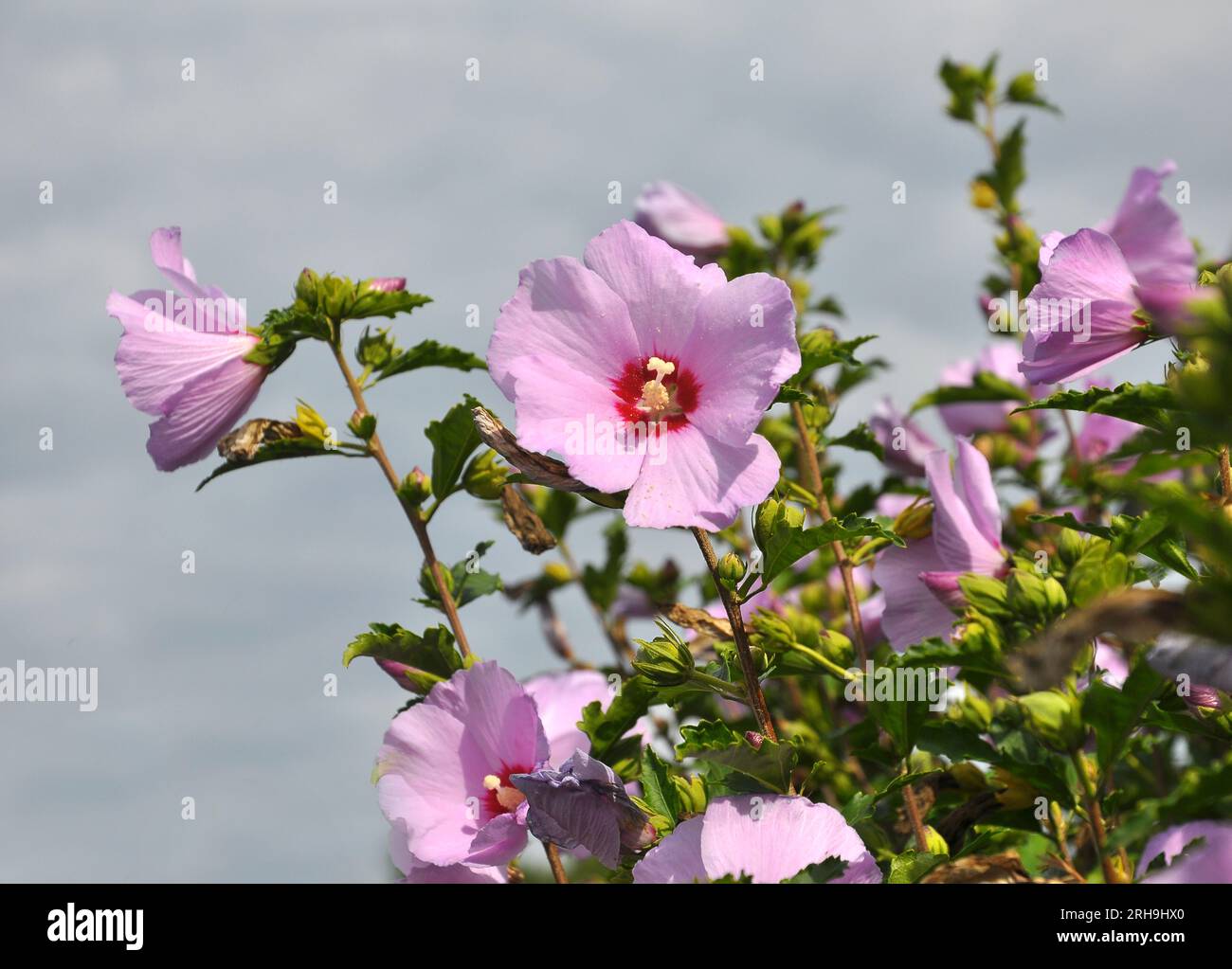 In summer, the hibiscus bush blooms in nature Stock Photo Alamy