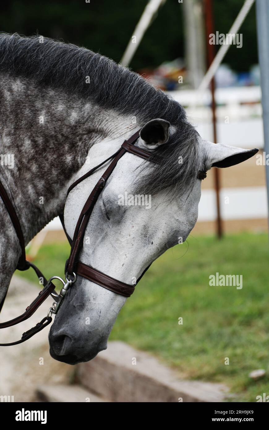 Grey appaloosa horse under saddle at a horse show in the spring Stock ...