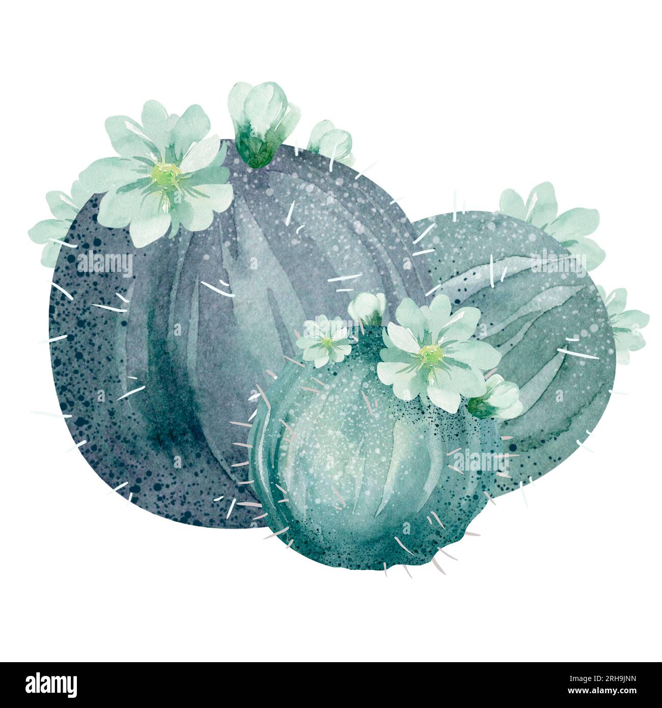 Watercolor set of cacti and succulent plants isolated on white ...