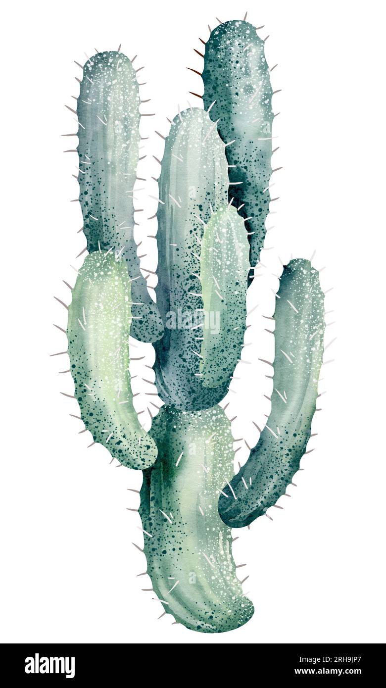 Watercolor set of cacti and succulent plants isolated on white ...