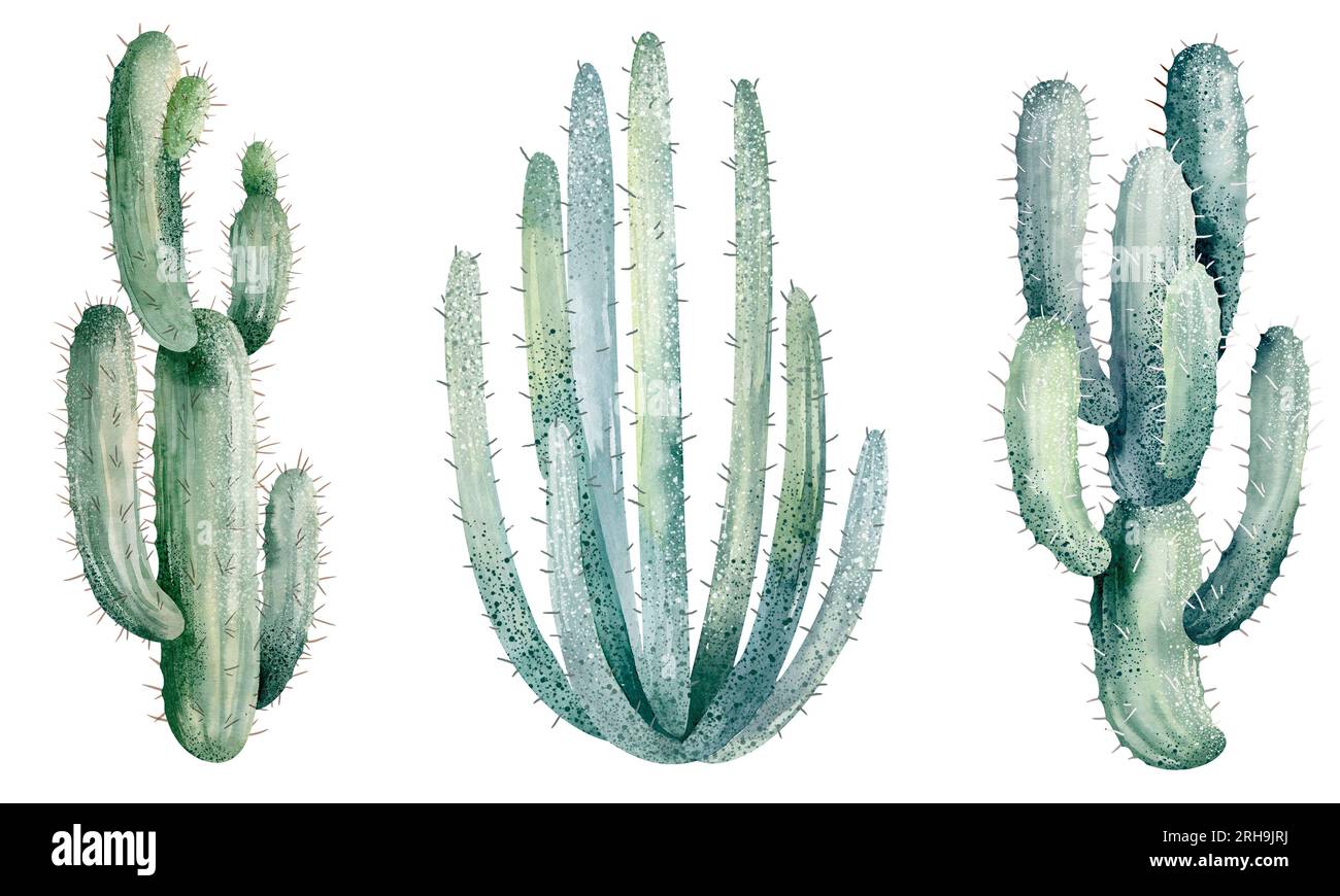 Watercolor set of cacti and succulent plants isolated on white ...