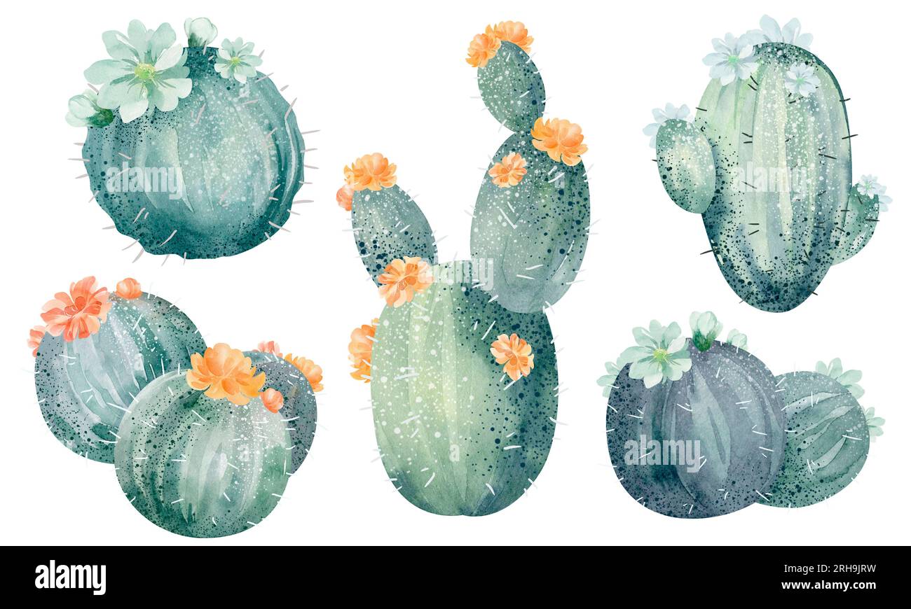 Watercolor set of cacti and succulent plants isolated on white ...