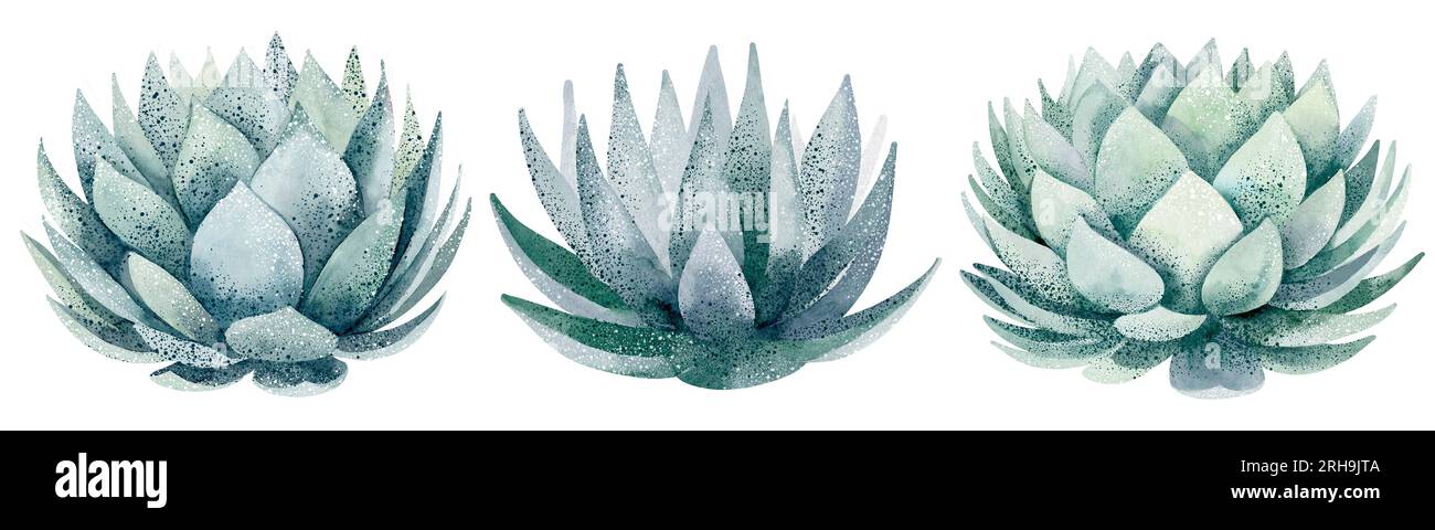 Watercolor set of cacti and succulent plants isolated on white ...