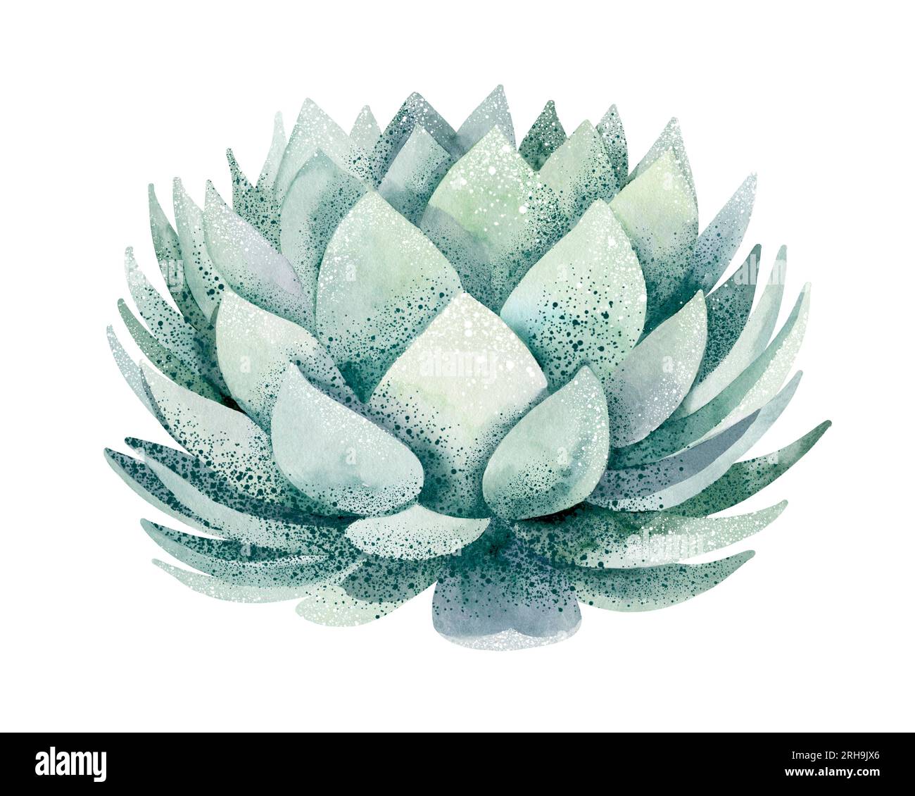 Watercolor set of cacti and succulent plants isolated on white ...