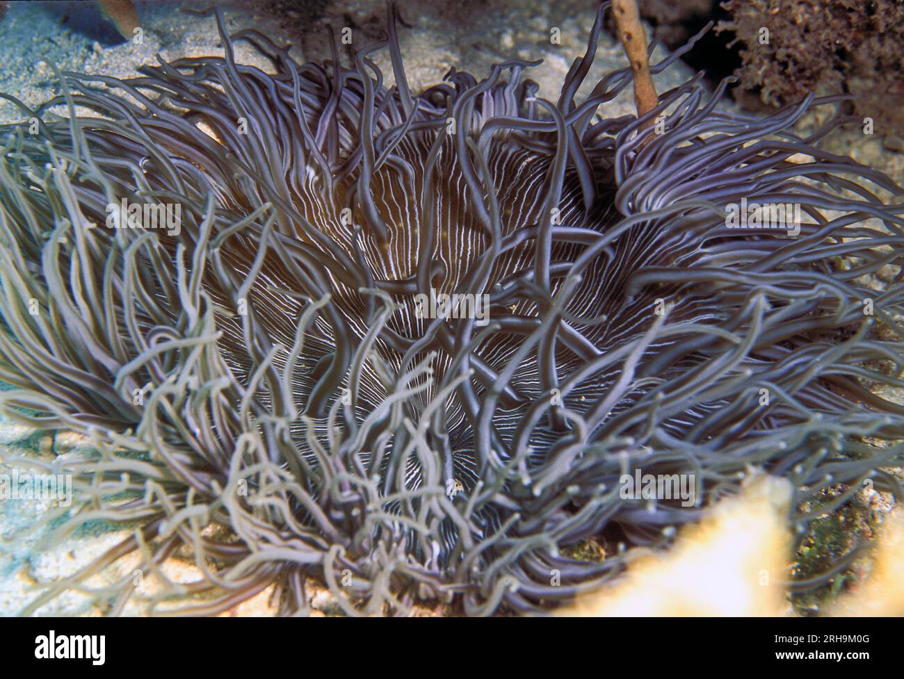 Corkscrew tentacle sea anemone (Macrodactyla doneensis) from Cabilao, the Philippines. Stock Photo