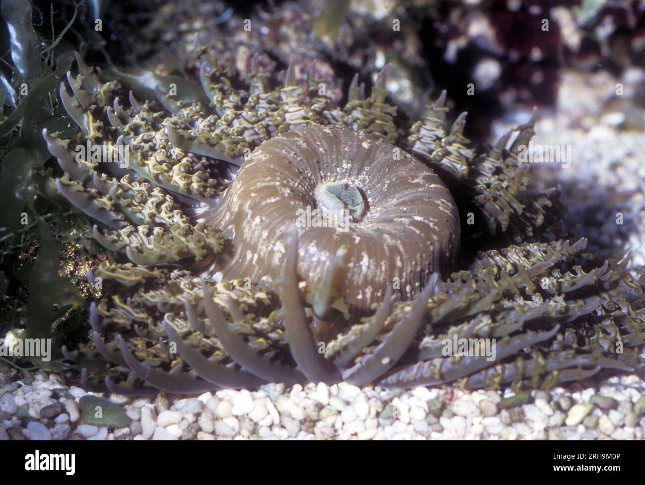 Rock anemone (Phymanthus sp.). Aquariumphoto. Stock Photo