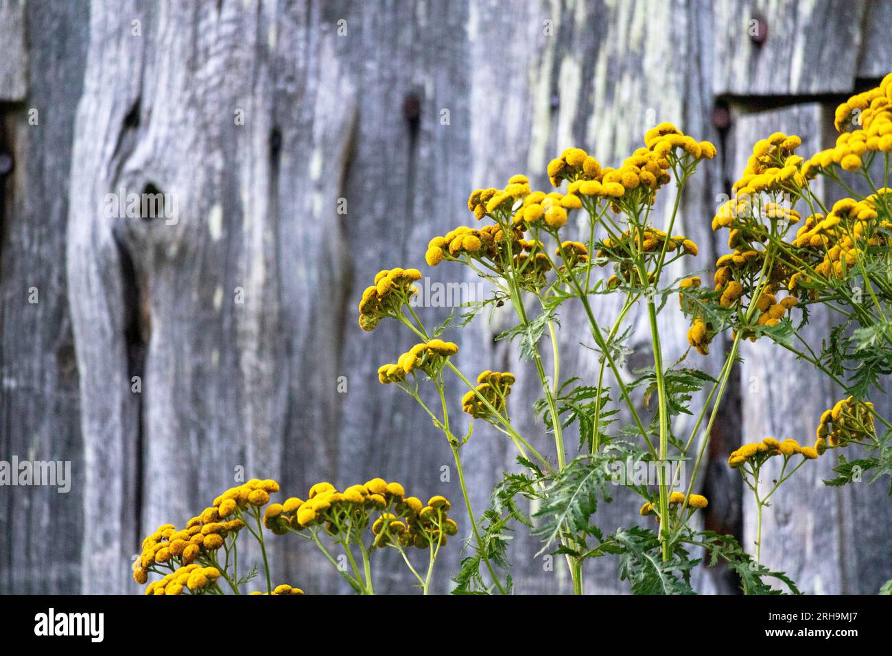 Flower against wood fence hi-res stock photography and images - Alamy