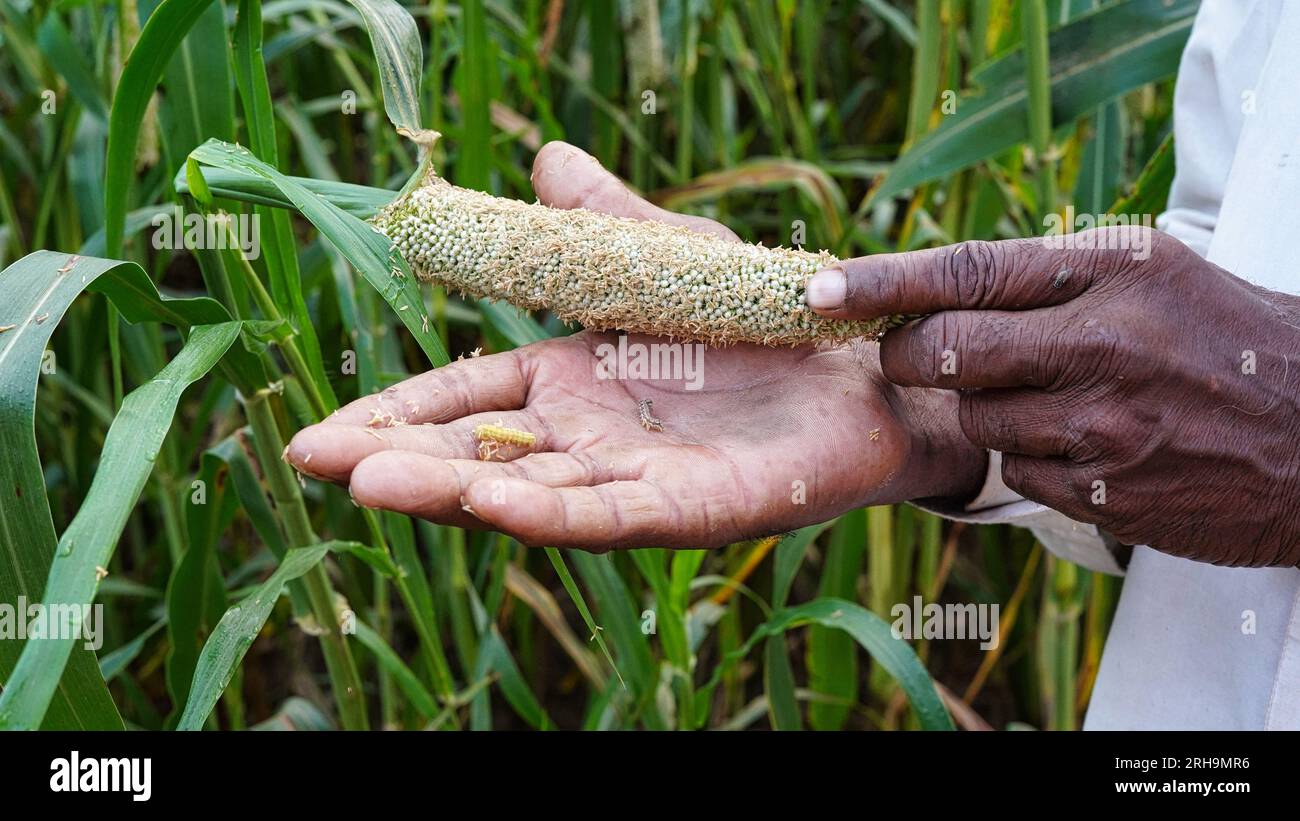 Green ear diseases or downy mildew, ergot, rust, leaf blast and smut