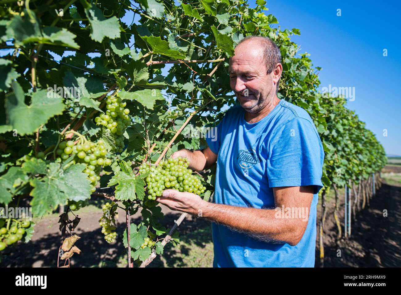 Uvaly Na Breclavsku, Czech Republic. 15th Aug, 2023. The first grapes of this year intended for processing into federweisser (burcak in Czech) began to be harvested August 15, 2023, in a vineyard near Uvaly na Breclavsku, Breclav district, Czech Republic. Pictured wine grower Miloslav Machuca. Credit: Patrik Uhlir/CTK Photo/Alamy Live News Stock Photo